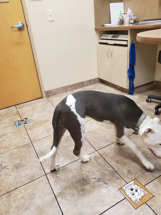 Lovet Pet Health Care - Arrow Picture 6