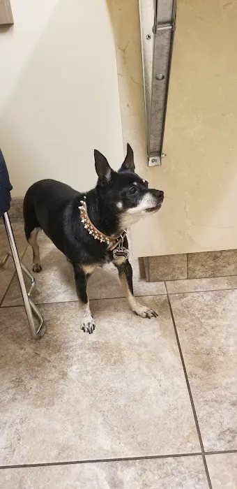 Arrow Animal Hospital PLC: Payton Willow DVM Picture 4
