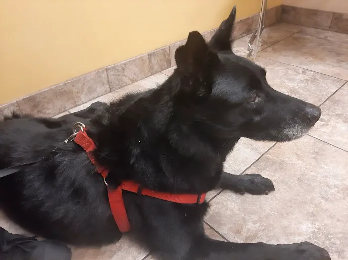 Arrow Animal Hospital PLC: Payton Willow DVM Picture 6