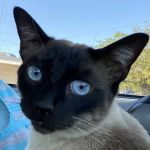 Arrow Animal Hospital PLC: Payton Willow DVM
