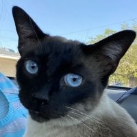 Arrow Animal Hospital PLC: Payton Willow DVM ico