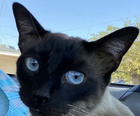 Arrow Animal Hospital PLC: Payton Willow DVM