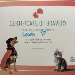 CARE Animal Surgery Center