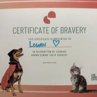 CARE Animal Surgery Center ico