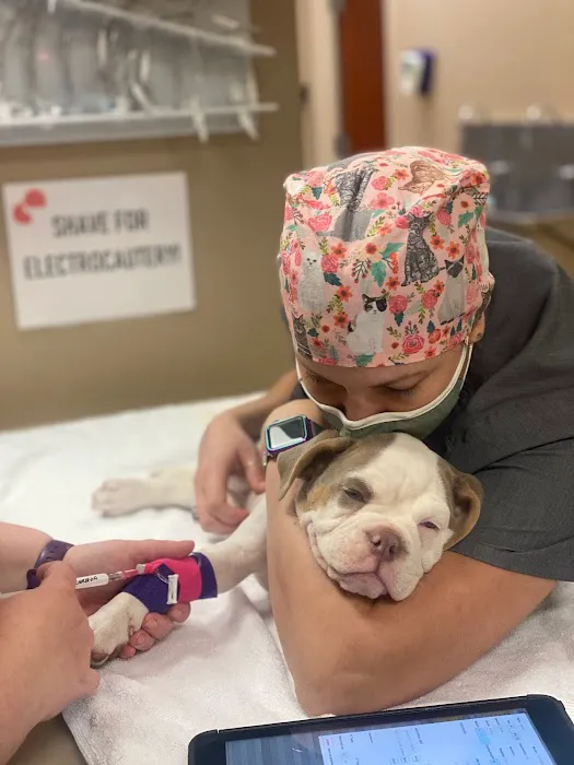 CARE Animal Surgery Center Picture 2