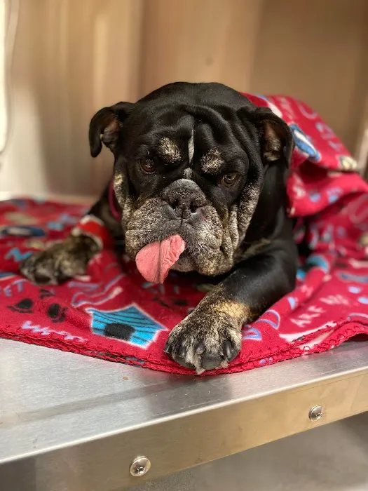 CARE Animal Surgery Center Picture 4