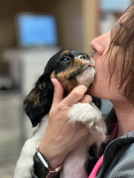 CARE Animal Surgery Center Picture 7