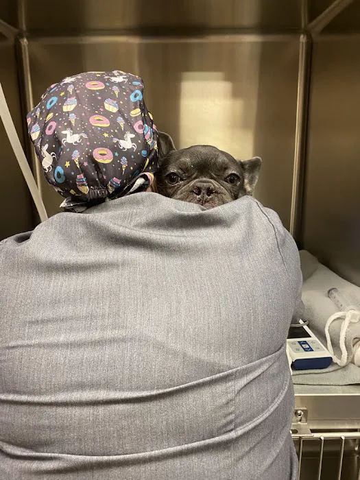CARE Animal Surgery Center Picture 8