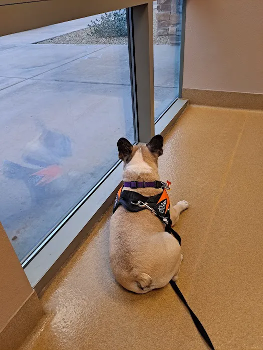 CARE Animal Surgery Center Picture 10