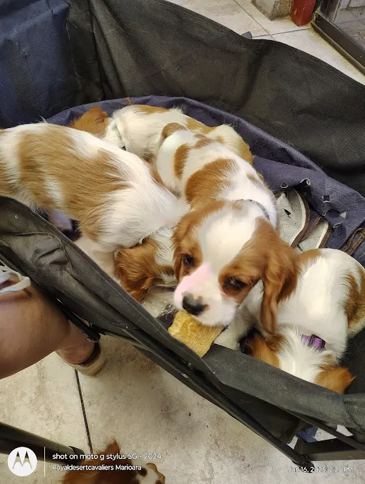 Village Animal Clinic Picture 1