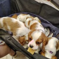 Village Animal Clinic ico