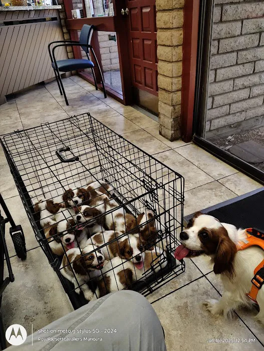Village Animal Clinic Picture 4