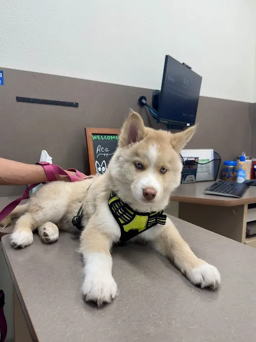 Lovet Pet Health Care - Bell Ridge Picture 2