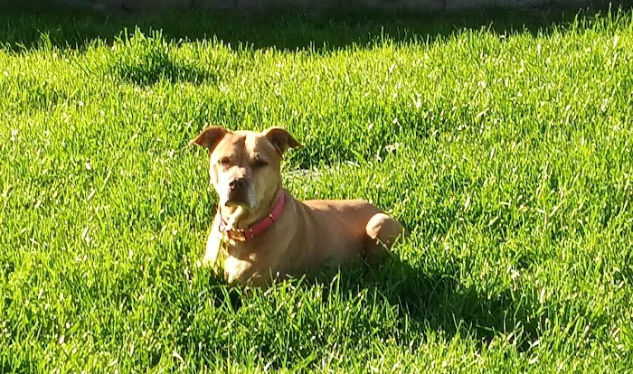Lovet Pet Health Care - Bell Ridge Picture 6