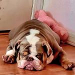 Lovet Pet Health Care - Bell Ridge