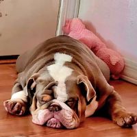 Lovet Pet Health Care - Bell Ridge ico