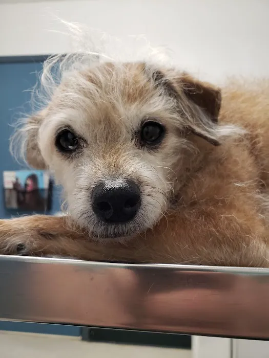 Lovet Pet Health Care - Bell Ridge Picture 4