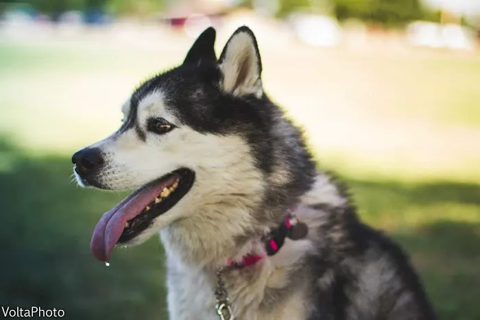 Lovet Pet Health Care - Bell Ridge Picture 9