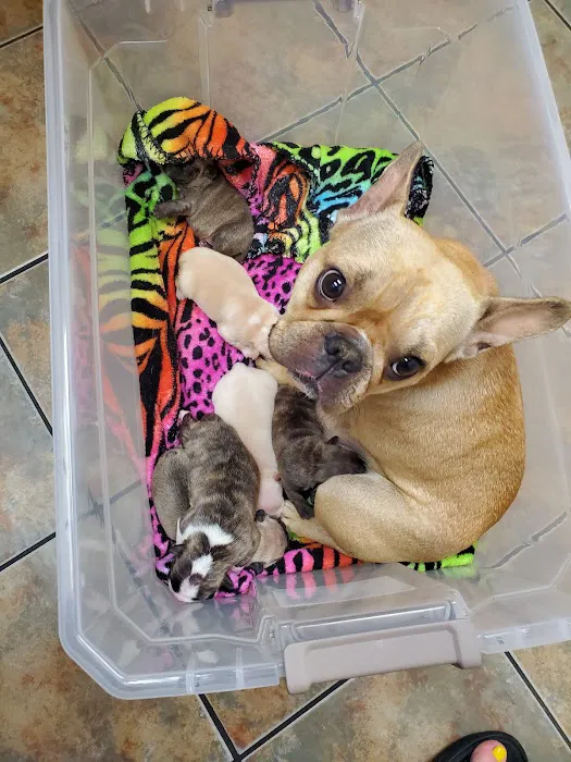 Lovet Pet Health Care - Bell Ridge Picture 8