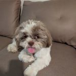 Sun City Animal Hospital