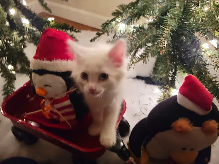 All Pets Animal Hospital Picture 1