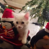 All Pets Animal Hospital ico