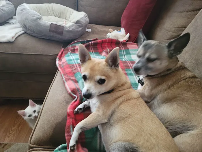 All Pets Animal Hospital Picture 2