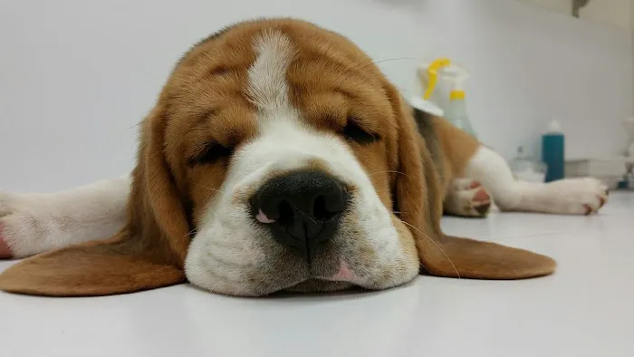 All Pets Animal Hospital Picture 4