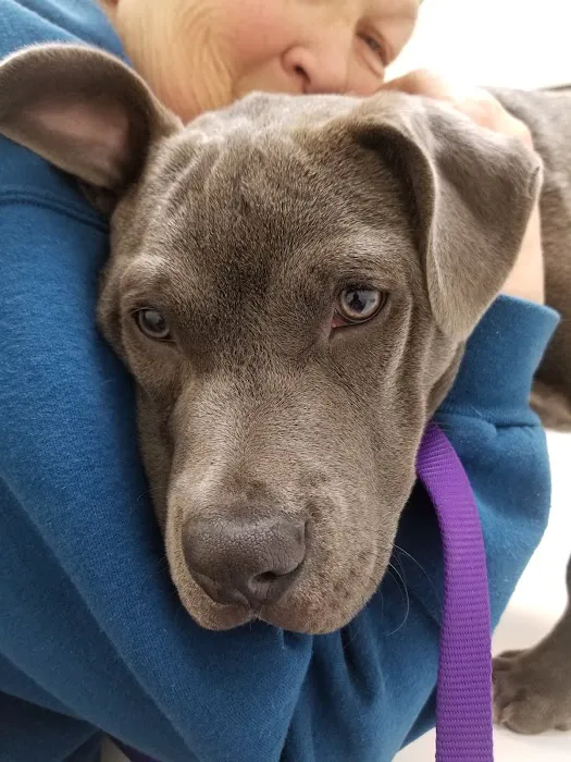 All Pets Animal Hospital Picture 6