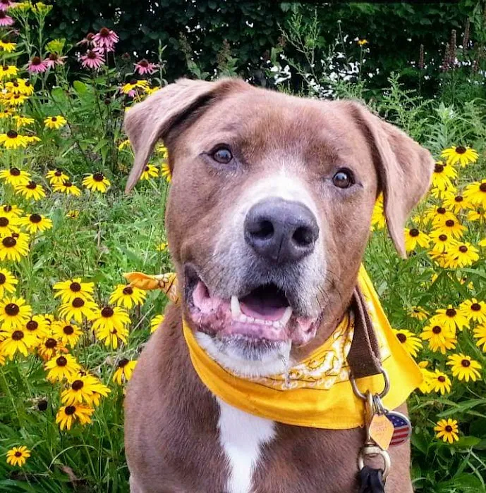 All Pets Animal Hospital Picture 5