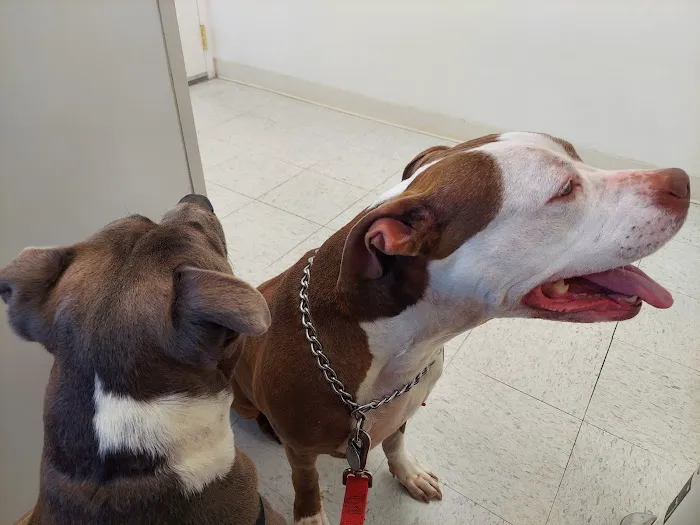 All Pets Animal Hospital Picture 3