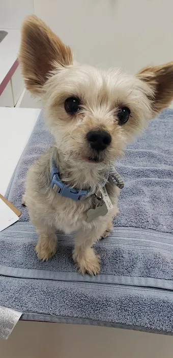 All Pets Animal Hospital Picture 9