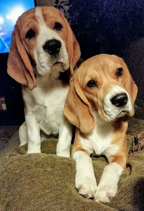 All Pets Animal Hospital Picture 8