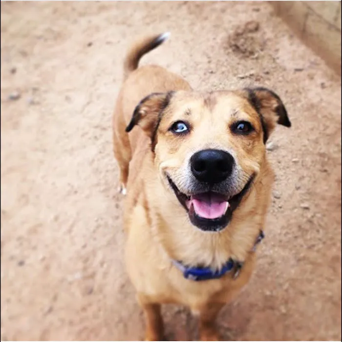 All Pets Animal Hospital Picture 10