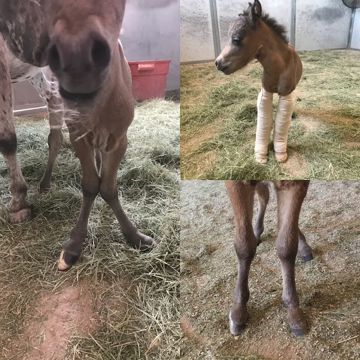 West Valley Equine Veterinary Services, LLC Picture 3