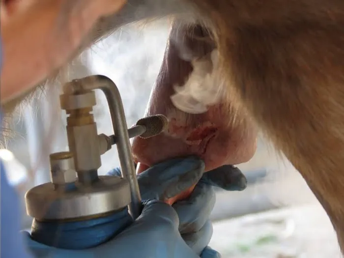 West Valley Equine Veterinary Services, LLC Picture 5