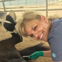 West Valley Equine Veterinary Services, LLC ico