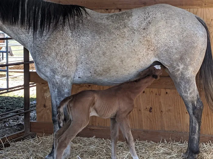 West Valley Equine Veterinary Services, LLC Picture 7