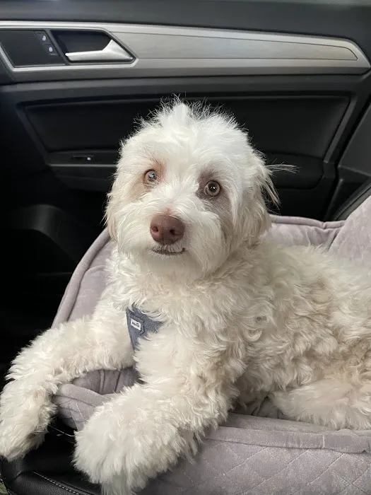 Lovet Pet Health Care - Surprise Picture 1
