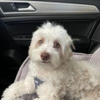 Lovet Pet Health Care - Surprise ico