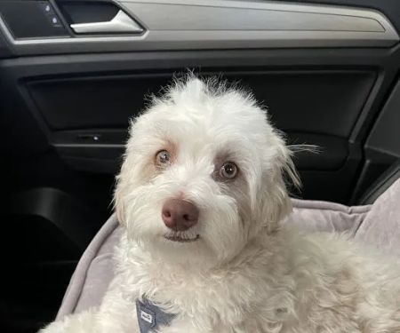 Lovet Pet Health Care - Surprise