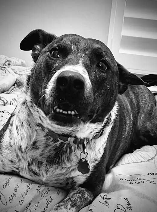 Lovet Pet Health Care - Surprise Picture 6