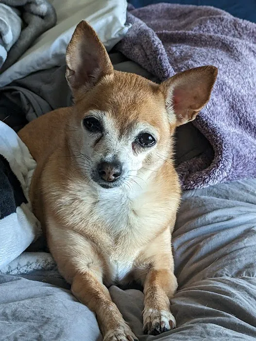 Lovet Pet Health Care - Surprise Picture 3