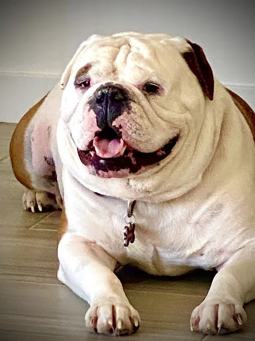 Lovet Pet Health Care - Surprise Picture 5