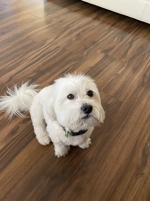 Lovet Pet Health Care - Surprise Picture 10