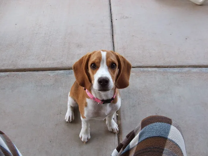 Lovet Pet Health Care - Surprise Picture 8