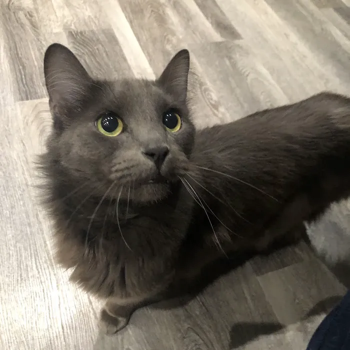 Lovet Pet Health Care - Surprise Picture 9