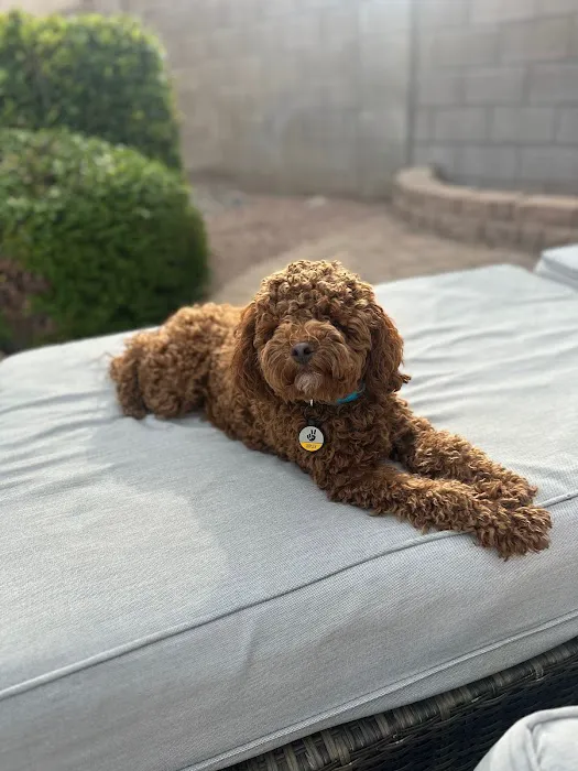 Rio Verde Animal Hospital Picture 1