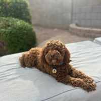 Rio Verde Animal Hospital ico