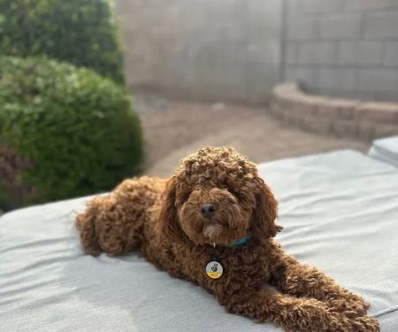 Rio Verde Animal Hospital